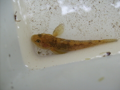 Cottus gobio