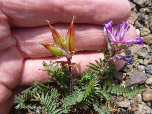 Mountain locoweed (Oxytropis anertii)