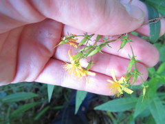 Hypericum densiflorum