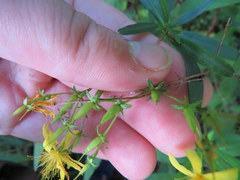 Hypericum densiflorum