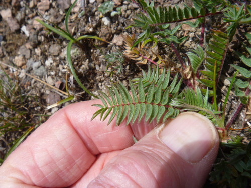 Image of Oxytropis anertii by (c) Bruce Calvert, some rights reserved (CC BY)
