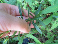 Hypericum densiflorum