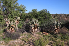 Aloe comosa