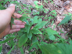Solidago arguta arguta