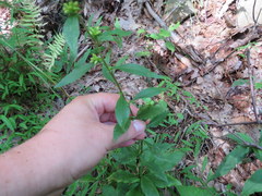 Solidago arguta arguta