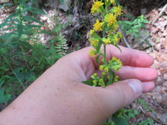 Solidago arguta arguta
