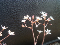 Micranthes laciniata