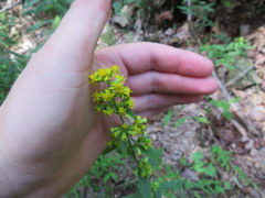 Solidago arguta arguta