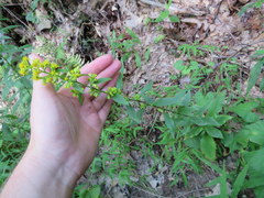 Solidago arguta arguta