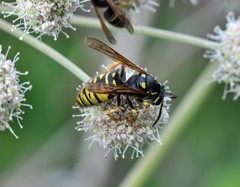 Vespula austriaca