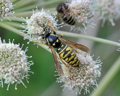 Vespula austriaca