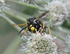 Vespula austriaca