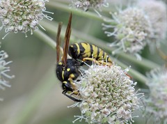 Vespula austriaca