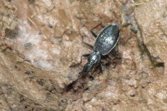 Platynus angustatus