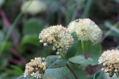 Hylotelephium maximum