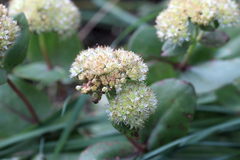 Hylotelephium maximum