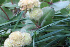 Hylotelephium maximum