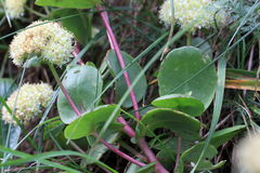 Hylotelephium maximum