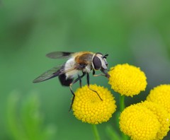 Leucozona inopinata