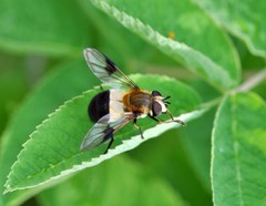 Leucozona inopinata