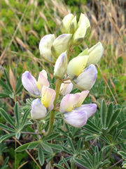 Lupinus variicolor