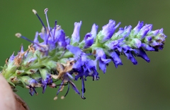 Veronica spicata