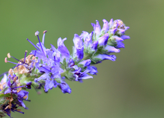 Veronica spicata