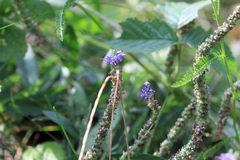 Veronica spicata