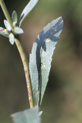 Veronica spicata