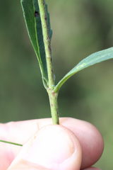 Veronica spicata
