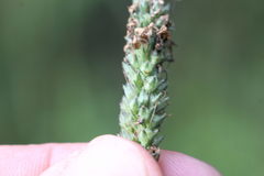 Veronica spicata