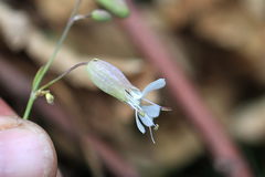 Silene vulgaris