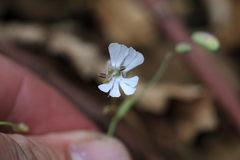 Silene vulgaris