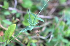 Silene vulgaris