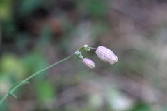 Silene vulgaris