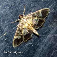 Uresiphita quinquigera