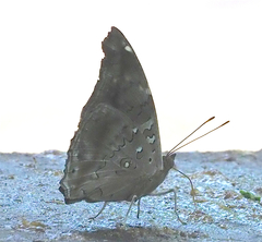 Historis acheronta