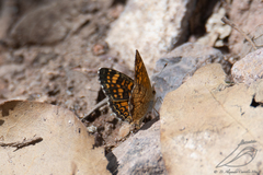 Phyciodes graphica graphica