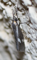 Cisthene liberomacula