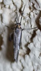 Cisthene liberomacula