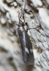 Cisthene liberomacula