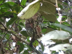 Glaucidium castanotum