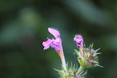Galeopsis pubescens