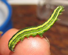 Melanchra pulverulenta