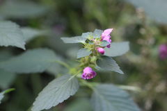Galeopsis pubescens