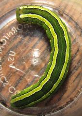 Melanchra pulverulenta