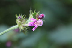 Galeopsis pubescens