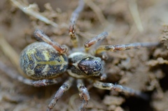 Notocosa bellicosa