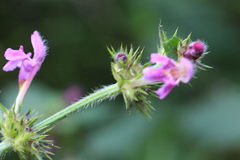 Galeopsis pubescens
