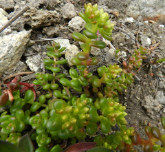 Sedum divergens